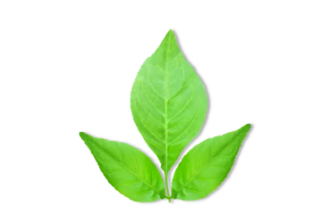Tuinposter  indian holy plant bael leaves commonly known in india as bael patra,bilva patra, bili patra used worship of hindu god shiva and traditional medicinal,cutout transparent background,png format © gv image