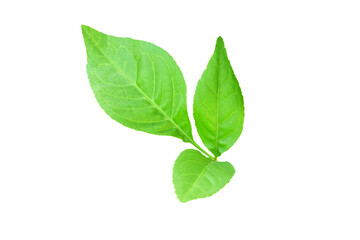  indian holy plant bael leaves commonly known in india as bael patra,bilva patra, bili patra used worship of hindu god shiva and traditional medicinal,cutout transparent background,png format