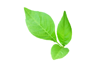  indian holy plant bael leaves commonly known in india as bael patra,bilva patra, bili patra used worship of hindu god shiva and traditional medicinal,cutout transparent background,png format