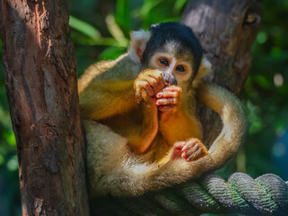 Bolivian Squirrel Monkeys - obrazy, fototapety, plakaty