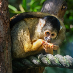 Naklejka na ściany i meble Bolivian Squirrel Monkeys