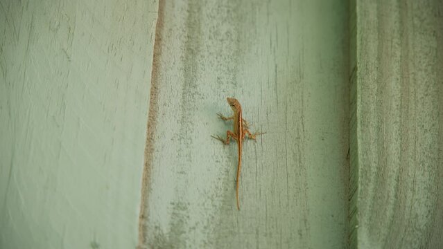 Small brown lizard standing on a old fence