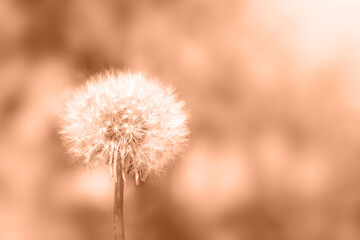 Color of the Year 2024 Peach fuzz. Dandelion close-up on a blurred background.
