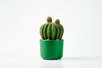 Cactus in Green Pot on White Background, Minimalist Botanical Decor, Succulent Plant in Simple Setting