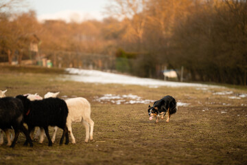 Herding dog