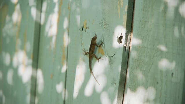 Brown lizard standing on a old wood fence