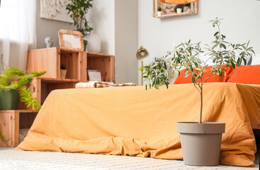 Green plant in stylish bedroom, closeup
