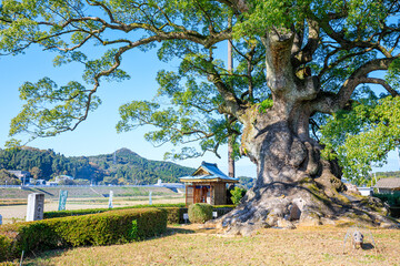 秋の川古の大楠　佐賀県武雄市　Kawago Large camphor tree in autumn. Saga Pref, Takeo...