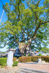秋の川古の大楠　佐賀県武雄市　Kawago Large camphor tree in autumn. Saga Pref, Takeo City.