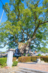 Obraz premium 秋の川古の大楠 佐賀県武雄市 Kawago Large camphor tree in autumn. Saga Pref, Takeo City.