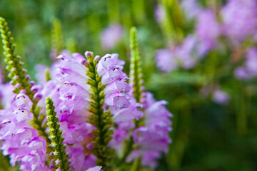 Vibrant Purple Obedient Plant Flowers in Natural Light, Midwest Close-Up