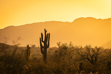 Saguaro cacti basking in the warm golden light of sunset in the Sonoran Desert of Arizona.