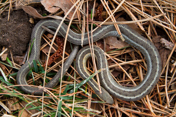 Close-Up Encounter with Camouflaged Snake in Indiana Forest