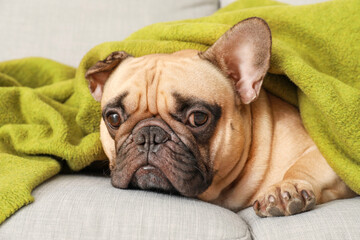 Cute French bulldog with plaid on sofa at home