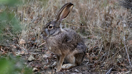 A Jackrabbit in the brush hiding