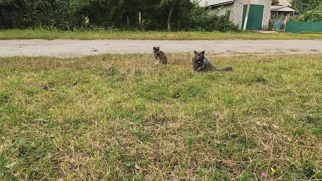 Two cats on the grass. Gray fluffy Nebelung walks in nature. Concepts about pets, freedom, independence, cat breeds, catarium, breeding and selling, fear, villages, predators, nutrition, advertising