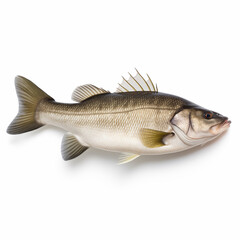 Obraz premium A fresh sea bass fish isolated on white background. Sea bass fish. Generative Ai
