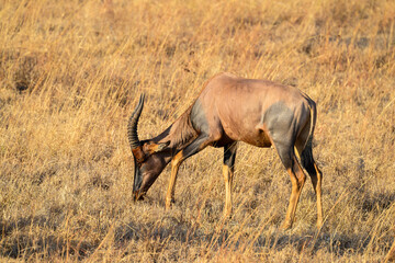 Topi standing in the sun-dried savannah in the dry season