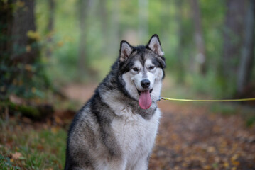 Un chien de race husky dans la nature