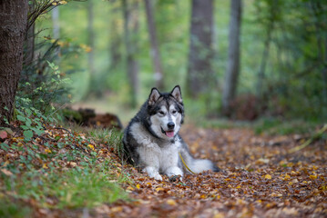 Un chien de race husky dans la nature