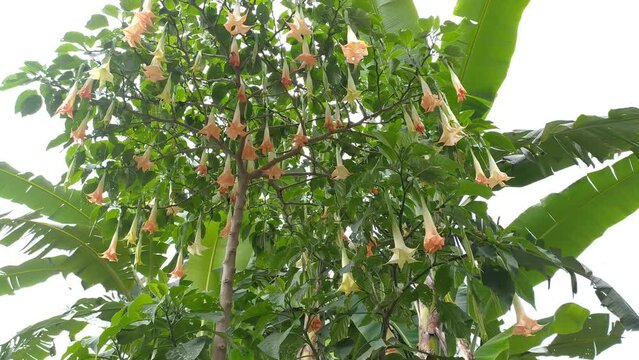 beautiful green white brown Brugmansia versicolor flowers in the mountain forest garden