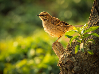 A thrush perches majestically on a trunk at sunset, its feathers glowing in warm hues, illuminated...