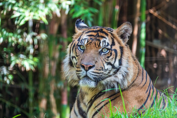 Sumatran Tiger