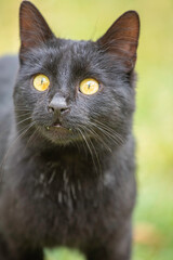 Cat portrait. Black cat close up. Abused animals, pet rescue. 