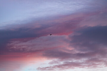 Beautiful pastel colored sky with lone black bird if light. 