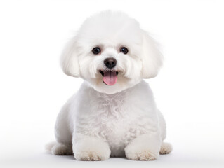 Bichon fris&eacute; Studio Shot Isolated on Clear Background, Generative AI