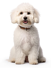 Fototapeta premium Bichon frisé Studio Shot Isolated on Clear Background, Generative AI