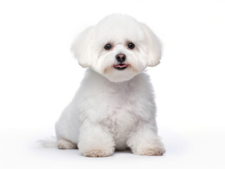 Obraz premium Bichon frisé Studio Shot Isolated on Clear Background, Generative AI