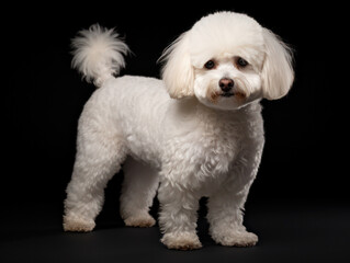 Obraz premium Bichon frisé Studio Shot Isolated on Clear Background, Generative AI