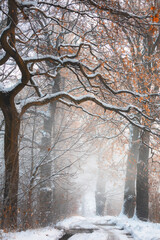 Zimowa aleja wśród drzew, mglisty świt