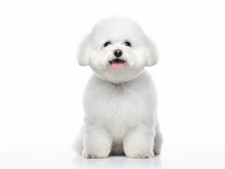 Obraz premium Bichon frisé Studio Shot Isolated on Clear Background, Generative AI