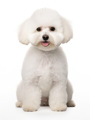 Fototapeta premium Bichon frisé Studio Shot Isolated on Clear Background, Generative AI