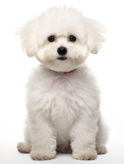 Obraz premium Bichon frisé Studio Shot Isolated on Clear Background, Generative AI