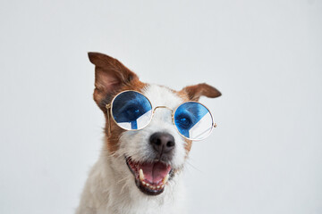 Jack Russell Terrier dons blue sunglasses. The dog joyful expression shines through the whimsical accessory
