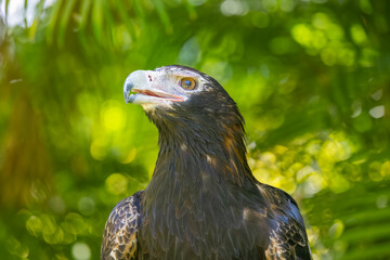 Portrait of a Wedge Tailed Eagle in Natural Captive Habitat, Queensland, Australia