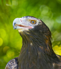 Portrait of a Wedge Tailed Eagle in Natural Captive Habitat, Queensland, Australia