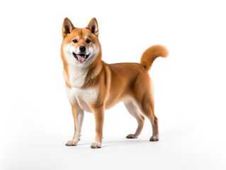 Shiba Inu Dog Studio Shot Isolated on Clear Background, Generative AI