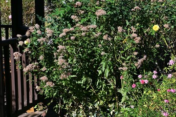 Thoroughwort ( Eupatorium japonicum ) After flower. Asteraceae perennial plants. After flowering, seeds with fluff are produced and blown away by the wind.