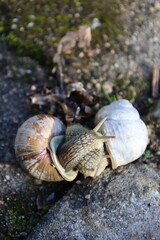 Grapewine snails, Helix pomatia