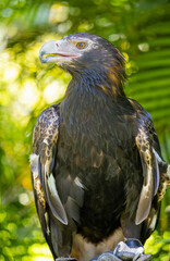 Portrait of a Wedge Tailed Eagle in Natural Captive Habitat, Queensland, Australia