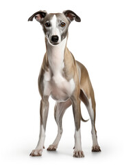 Whippet Dog Studio Shot Isolated on Clear Background, Generative AI