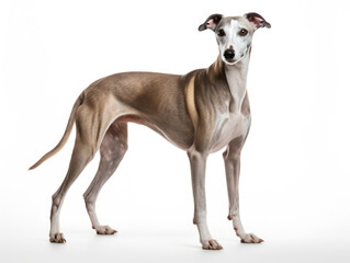 Whippet Dog Studio Shot Isolated on Clear Background, Generative AI