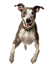 Whippet Dog Studio Shot Isolated on Clear Background, Generative AI