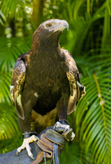 Portrait of a Wedge Tailed Eagle in Natural Captive Habitat, Queensland, Australia