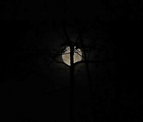 full moon behind trees