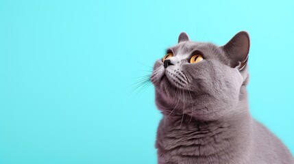 fluffy british cat on light blue color background, pet on colored background with copy space background. Generative AI - obrazy, fototapety, plakaty